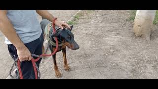 Dos Doberman bellos paseando por la calle [upl. by Colas]