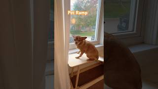 Custom Dog Ramp diy doglovers carpentry plywood dogshorts chihuahua dogramp [upl. by Myrilla]