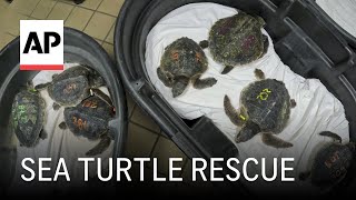 52 sea turtles experiencing cold stun in New England flown to rehab in Florida [upl. by Rahmann641]