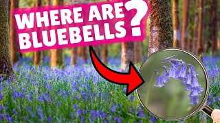 You HAVE to see this in England  Where to find the best bluebell woods in England [upl. by Erwin50]