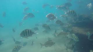 Mergulho Livre com Máscara Full Face de Snorkel Duplo em Ilha Grande  Angra dos Reis [upl. by Enilrahc]