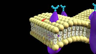 Explaination of cell membrane 3d animation [upl. by Ardnwahs]