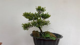 Bonsai tree pruning and its maintenance🌲🪴 [upl. by Yolanthe]