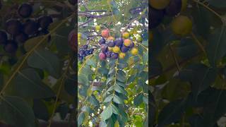 Curry Tree Have You Ever Seen It shorts shortvideo nature [upl. by Nadaha]