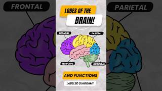 Lobes of the Brain amp Their Functions shorts cerebrum anatomy [upl. by Trainer]