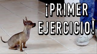 El PRIMER ENTRENAMIENTO de un perro CACHORRO  MartGon [upl. by Avehs]