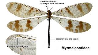 Neuroptera and Siphonaptera ppt [upl. by Falda]