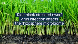 Effects of rice blackstreaked dwarf virus infection on the rhizosphere microbiome [upl. by Dnalwor]