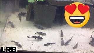 Community Breeding Synodontis Lucipinnis Freshwater Fish How To Easy Method [upl. by Atirhs]