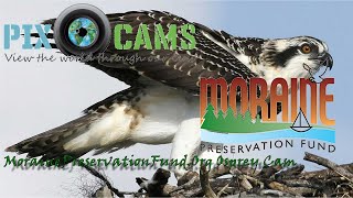 MorainePreservationFund Osprey Cam Live Stream O18 HATCH 52724  72024  O18 FALLS FROM NEST [upl. by Curhan]