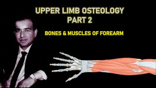 UPPER LIMB OSTEOLOGY PART II FOREARM BONES AND MUSCLES [upl. by Ivory]