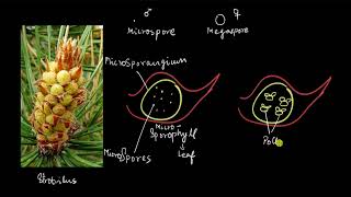 Gymnosperms  the male cone  Plant Kingdom  Biology  Khan Academy [upl. by Mcgurn]