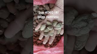 Salep yetiştiriciliği yumru siparişi vermek isteyenler son 40kg İRİ salep yumrusu yetişen alır [upl. by Yrffoeg]