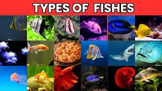 Discover The Most Beautiful Fishes in the World  fishes types [upl. by Novyar976]