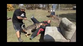 Moqui German Shepherd GSD Passive bite with Mikal [upl. by Nadler438]