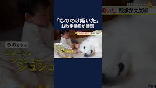 まるで「もののけ姫」？白い超大型犬と1歳女児のお散歩映像が大バズり！再生回数が1700万回超に shorts [upl. by Nimajeb644]