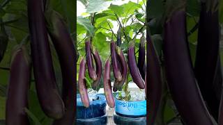 With just a few plastic bottles and no garden harvest eggplants with each hand grow shorts [upl. by Innes856]