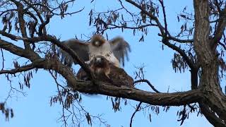 Redtailed hawks mating in Tompkins Square Park [upl. by Deerdre]