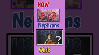 How Nephrons work  nephrons pharma pharmacy kidney [upl. by Vijar]