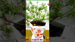 o sath kangan leke aana thode bandhan leke aana tulsivivah shaligrama pujan🥰🥀🙏shortsviral short [upl. by Laine]