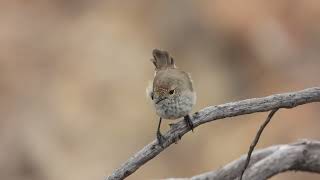 Inland Thornbill [upl. by Sukhum15]