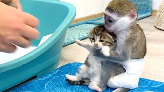 quotMom it is my kittenquot  baby monkey Susie is worried and does not give kitten hugging him [upl. by Arataj]