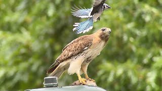 20240527 93rd Street Redtailed Hawk Nest [upl. by Hannah231]