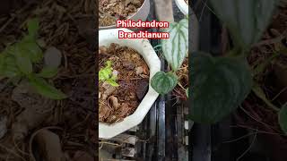 Philodendron brandtianum amazing plants love philodendron enjoy nature plantlover relaxing [upl. by Philine905]