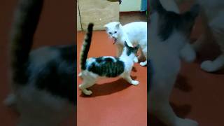 Toby vs tomy 🤣🤣🤣 cat funny [upl. by Alvin]