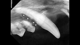 반려견 양치를 해주지 않으면 이렇게 됩니다 Oronasal fistula of a dog 반려견 치주 질환에 의한 구비강루 발생 견치 발치 [upl. by Leugim]