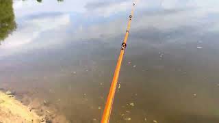 Watch this Farm Pond Bass Fishing [upl. by Ennayk273]