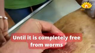 A dog with worms inside [upl. by Rozella]