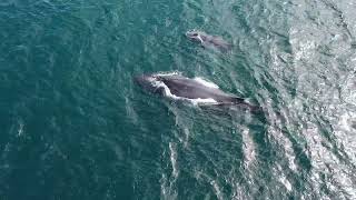 Terrigal Ocean Tours work [upl. by Johnathon]