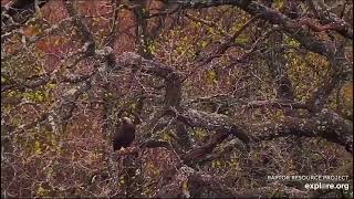 Decorah North Nest 103124 A quick glimpse at a golden [upl. by Roslyn]