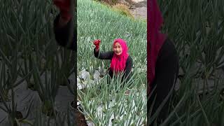 Murahnya Bawang daun [upl. by Ibbie]