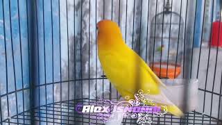 PANCINGAN LOVEBIRD LUTINO GESTANG MUNGKOK2 GARUK2  cocok buat naikin birahi alexisnandi7386 [upl. by Yrmac]