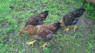 Golden Laced Wyandottes  11 Weeks Old May 18 2010mp4 [upl. by Aiht]