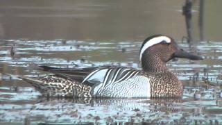 Garganey [upl. by Ackerman]