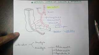 Abdominal aorta  5 ilio colic artery branches [upl. by Llenal]