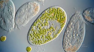 What are Ciliates [upl. by Anar]