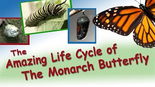 Amazing Life Cycle of the Monarch Butterfly [upl. by Cooper]