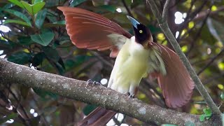 LESSER BIRDOFPARADISE displaying Mandai Bird Paradise Singapore [upl. by Aiuqat]