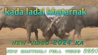 New Santhali video 2024 kada ladai khatarnak ladai New Post [upl. by Fanni166]