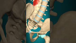 Latissimus dorsi muscle action Trunk Lateral flexion anatomy muscle [upl. by Nosyrb672]