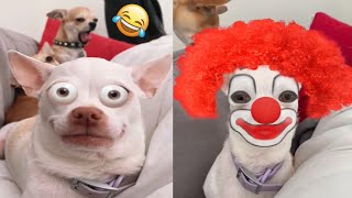 😡Angry Chihuahua amp Funny Dog 😂 That Will Make Your Day Better 2 [upl. by Noivart715]