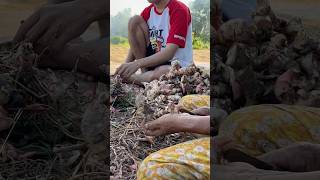 Galangal🌱 satisfying agriculture [upl. by Lirrad]