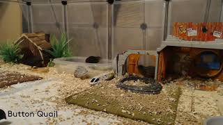 Button Quail Cam 10724 [upl. by Eeresid37]