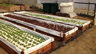 How to build a small commercial DWC aquaponics system on a shoestring  For less than 1700 [upl. by Kevon]