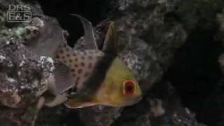 Spotted Cardinalfish Sphaeramia nematoptera  LiveAquariacom [upl. by Ushijima]