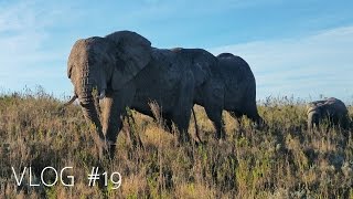 Amazing animal encounters at Gondwana Game Reserve [upl. by Ecirehc]